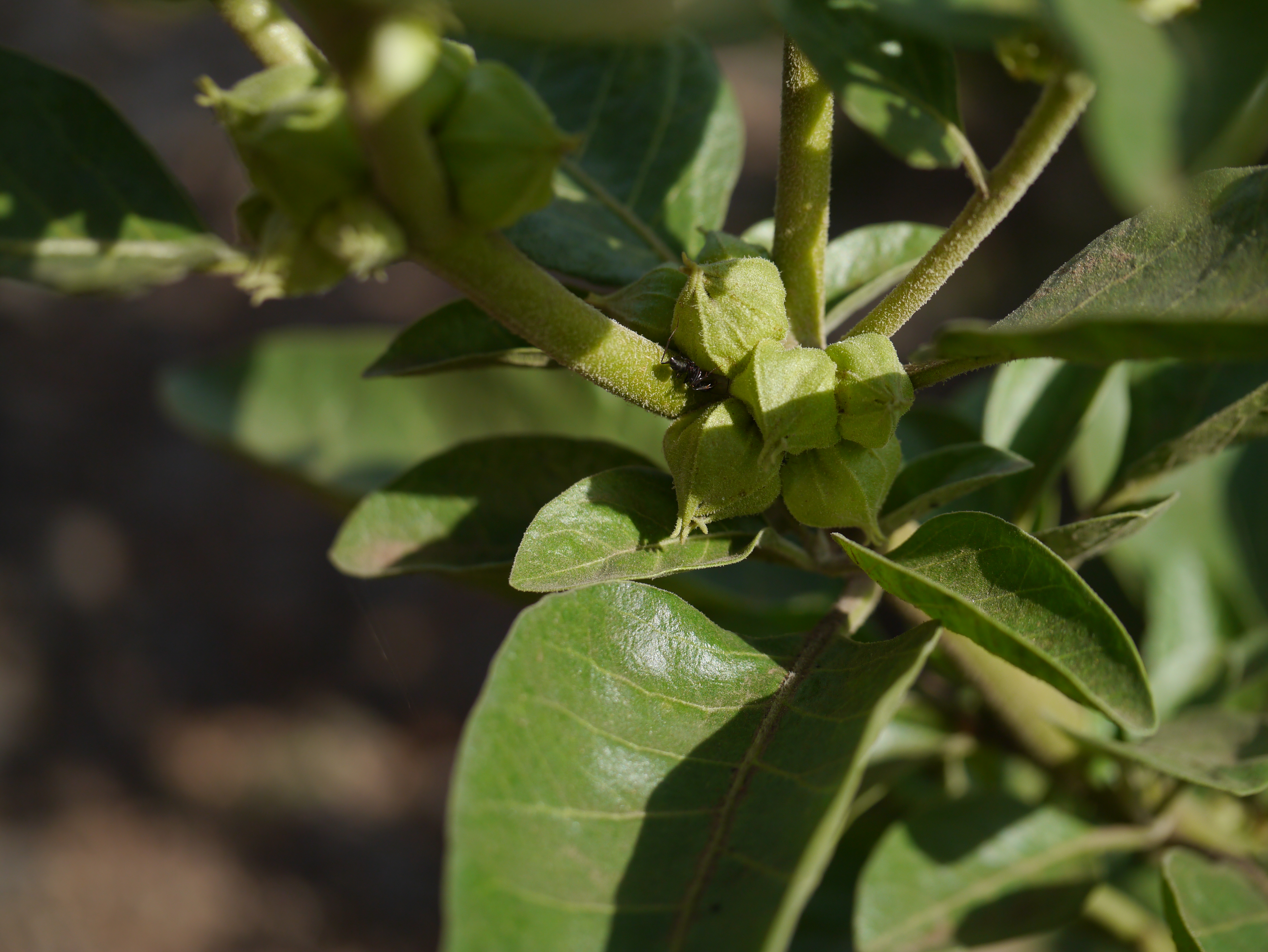 Ashwagandha: The Ultimate Natural Solution for Stress and Vitality